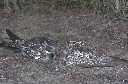 common nighthawk (Chordeiles minor) by CaliforniaDFW is licensed under CC BY 2.0